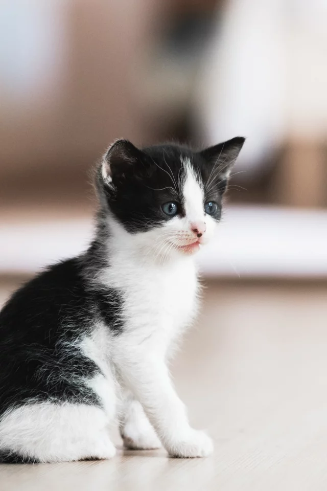 малыш, котёнок, боке