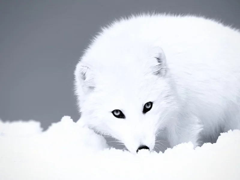 лиса, снег