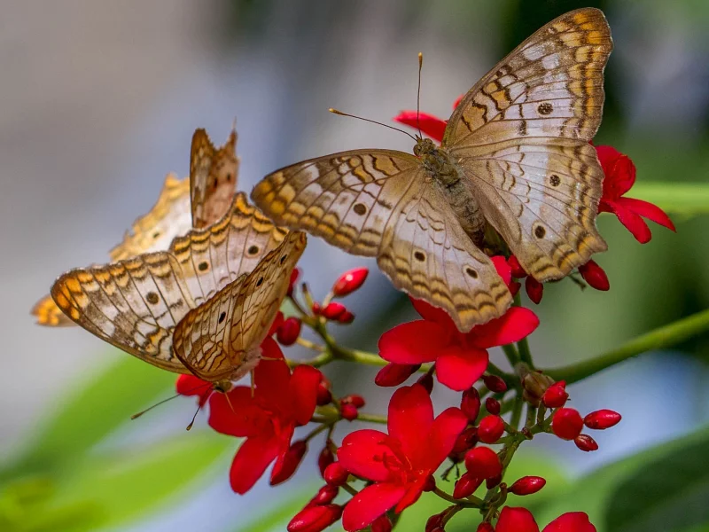 цветок, anartia jatropha, бабочка, природа, мотылек, крылья