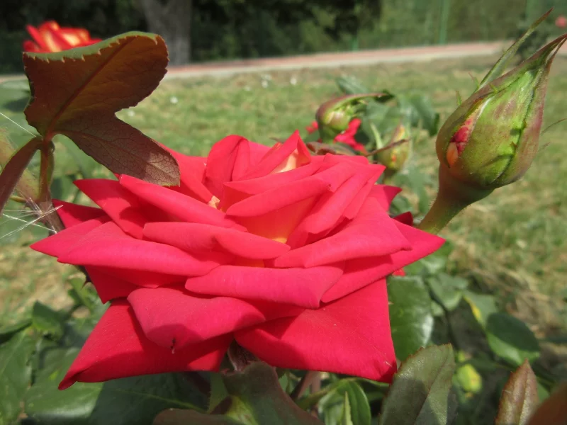 роза, красная