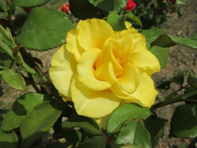 роза, жёлтая