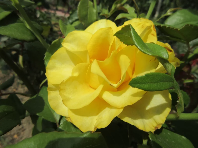 роза, жёлтая