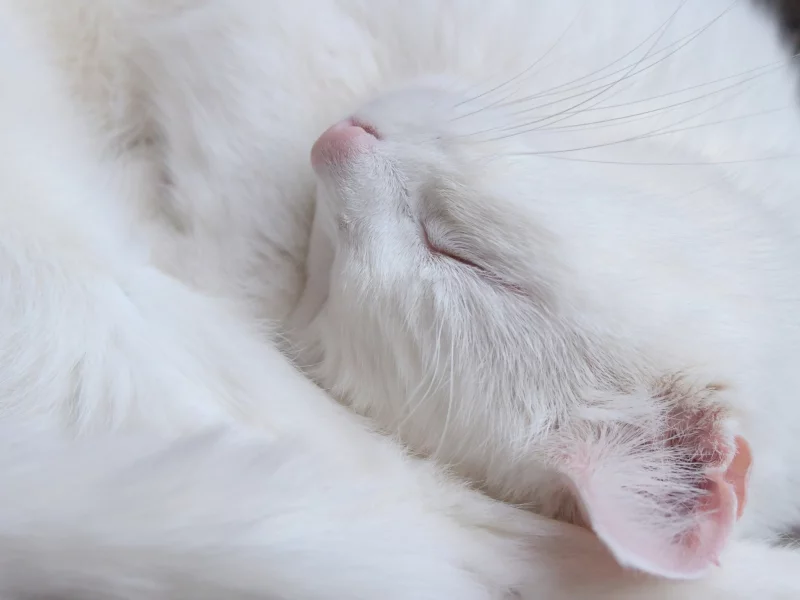 кошка, макро, фон
