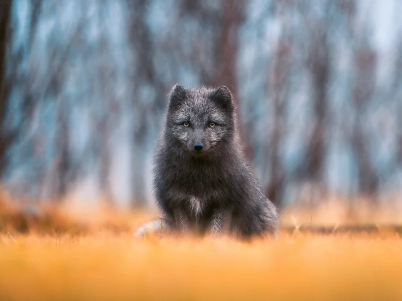 взгляд, дождь, лиса, лисица, боке, чернобурая лисица