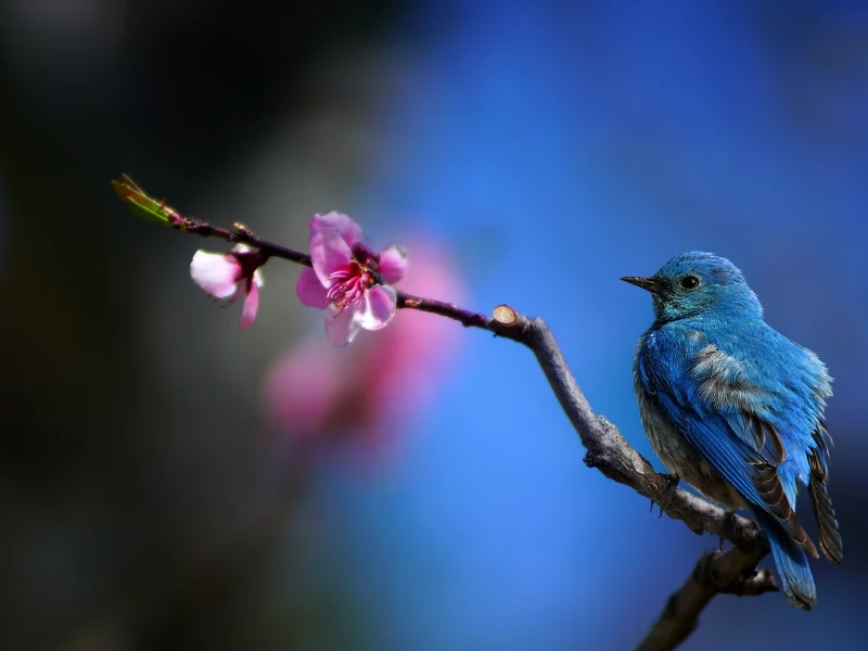 цветок, ветка, колибри, hummingbird