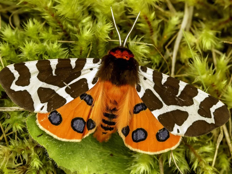 мотылёк, garden tiger, great tiger moth