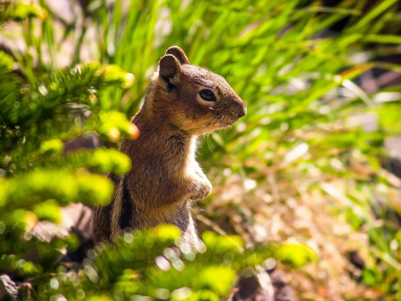 бурундук, стойка, зверёк, грызун, chipmunk