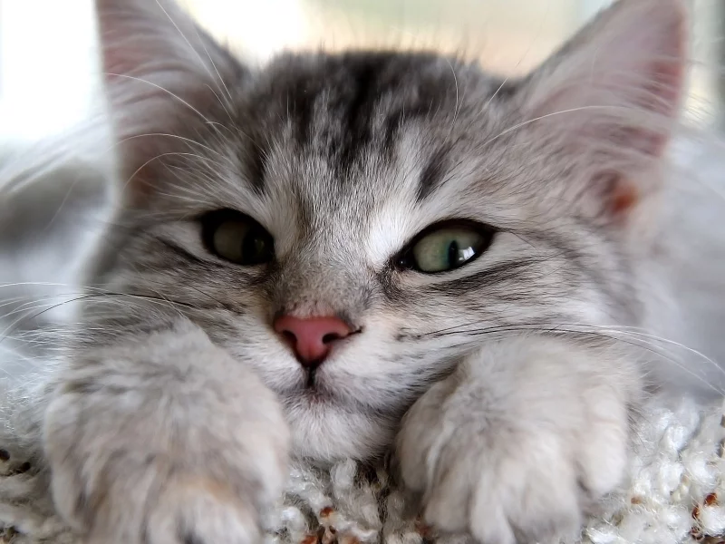 кошка, глаза, кот, взгляд, серый, лапы, уши, смотрит