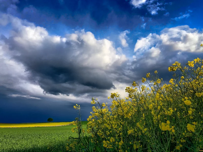 природа, красота