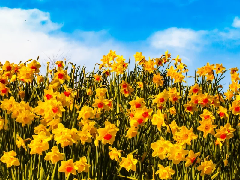 sky, field, yellow, flowers, clouds, petals, sunny