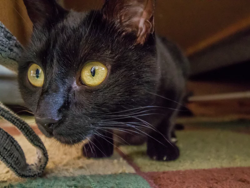 кот, кошка