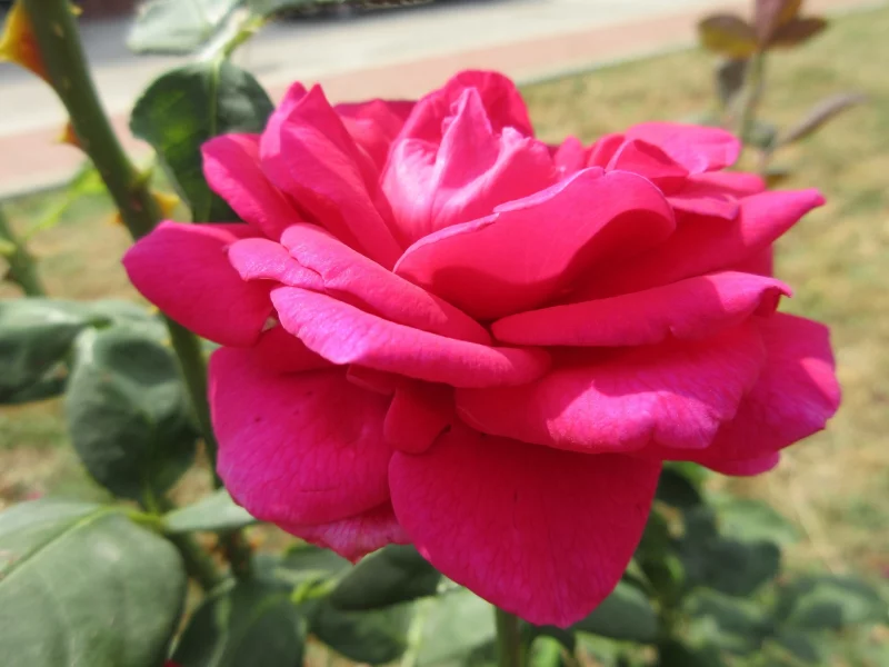 розы, розовые
