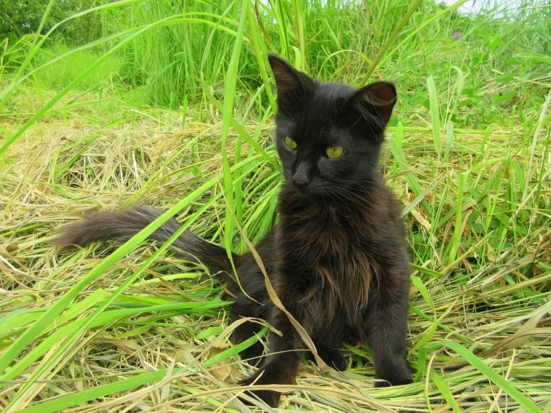 кот, чёрный