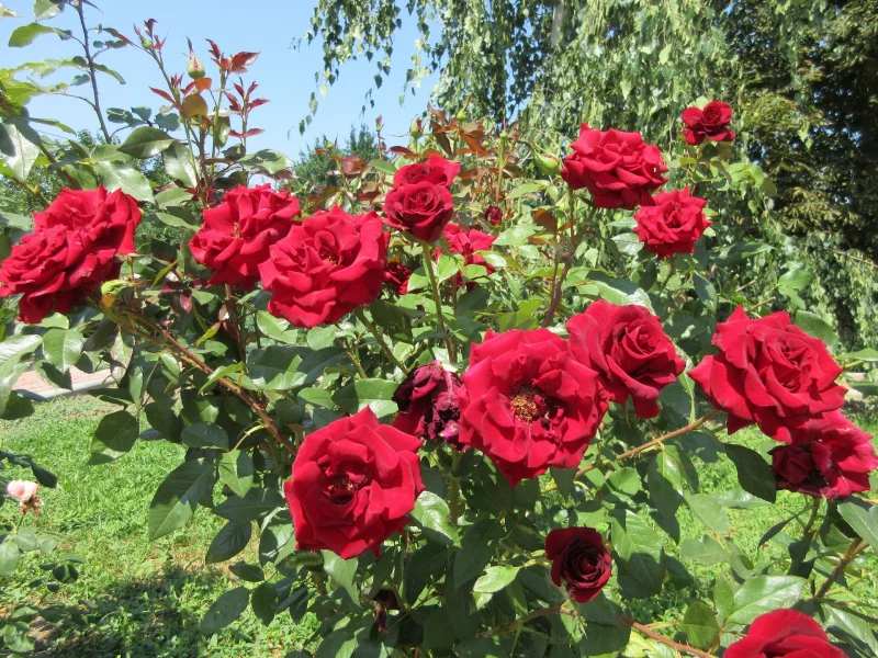 розы, красные