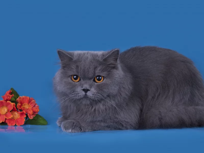 кот, цветы, серый, порода, британец