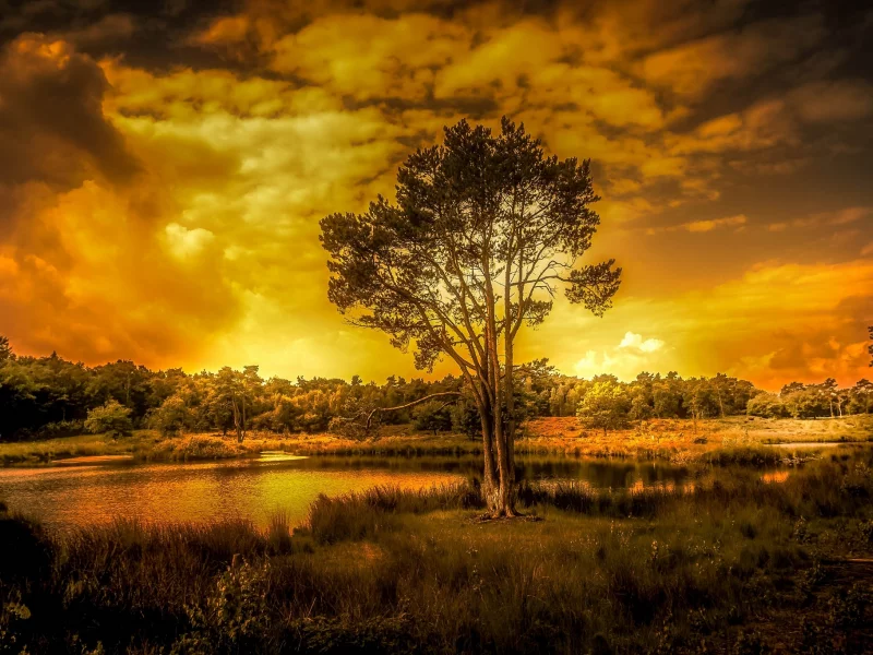 природа, красота