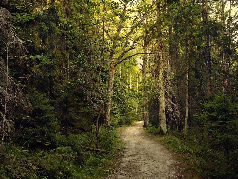 лес, forest, path, rays, green, nature, landscapes, trees, forest, trail, woods, leaves, fence, sunrise, sun, summer, wide