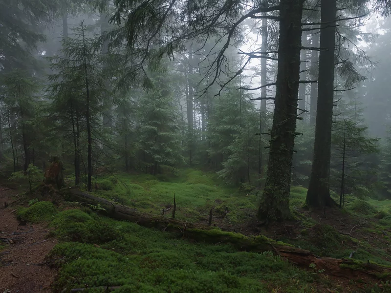 лес, туман, fog, forest, path, rays, green, nature, landscapes, trees, forest, trail, woods, leaves, fence, sunrise, see, dark, summer, alexey argentum, wide
