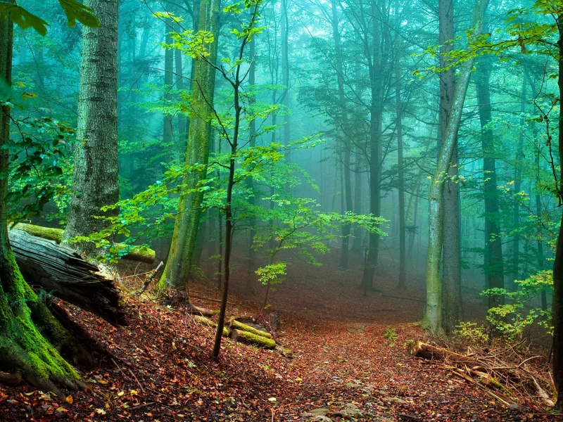лес, туман, fog, forest, path, moss, fallen, green, nature, landscapes, trees, forest, trail, woods, leaves, fence, sunrise, see, dark, summer, wide