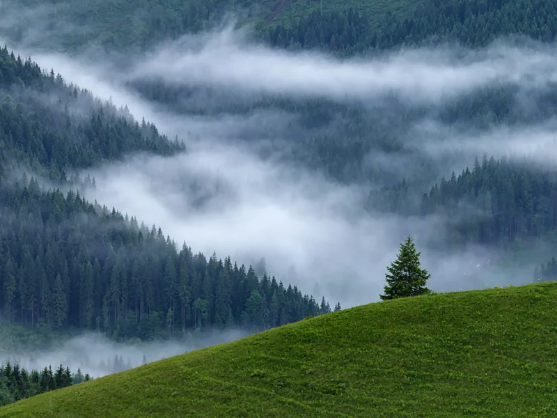 лес, гора, туман, fog, forest, mount, path, rays, green, nature, landscapes, trees, forest, trail, woods, leaves, fence, sunrise, see, dark, summer, alexey argentum, wide