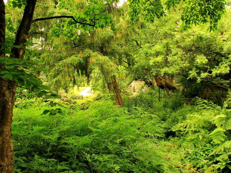 лес, garden, trees, field, forest, path, moss, fallen, park, green, nature, landscapes, trees, forest, trail, woods, leaves, fence, sunrise, see, dark, summer, wide