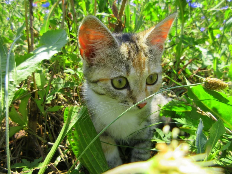 кошка, трава