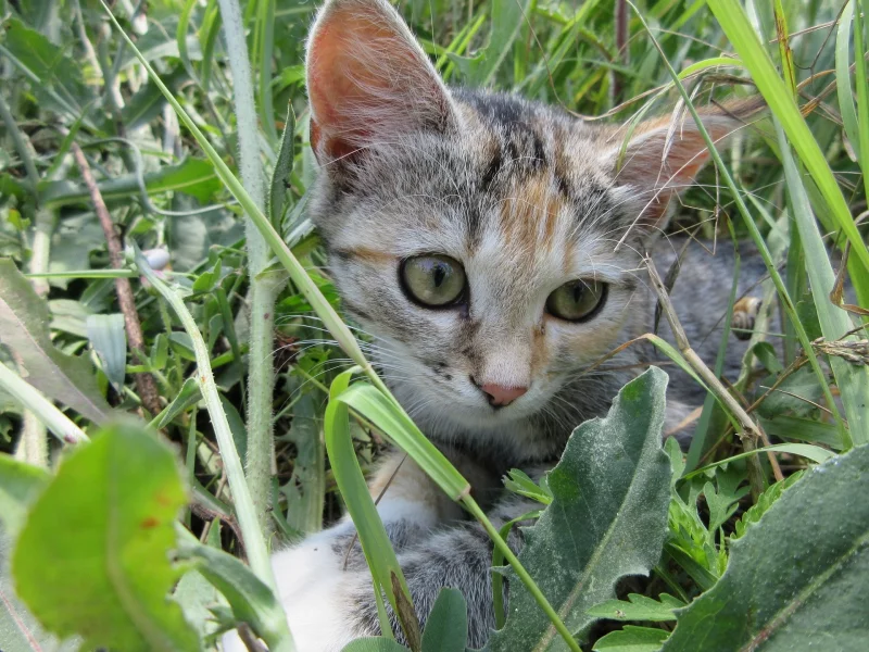 кошка, трава