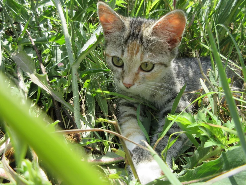 кошка, луг