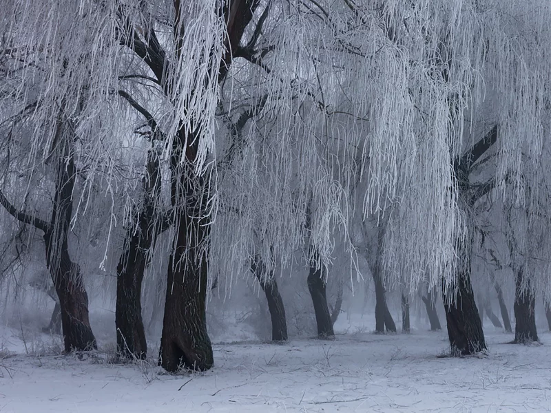 лес, зима, winter, fog, trees, meadow, forest, path, moss, fallen, park, nature, landscapes, trees, forest, trail, woods, leaves, fence, sunrise, see, white, wide