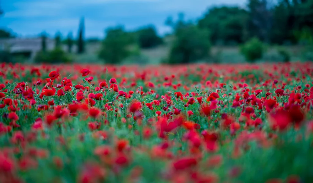 природа, красота