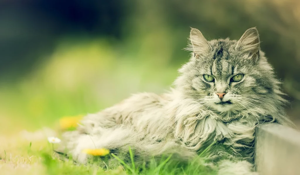 кошка, киса, кот