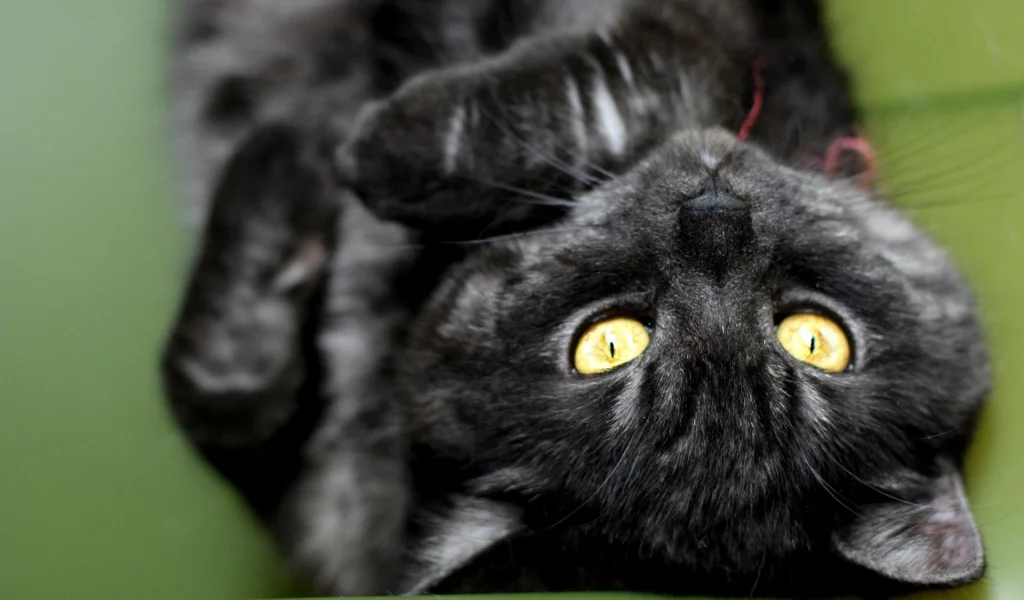 кошка, киса, кот