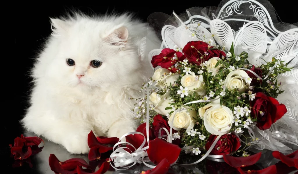 кошка, киса, кот