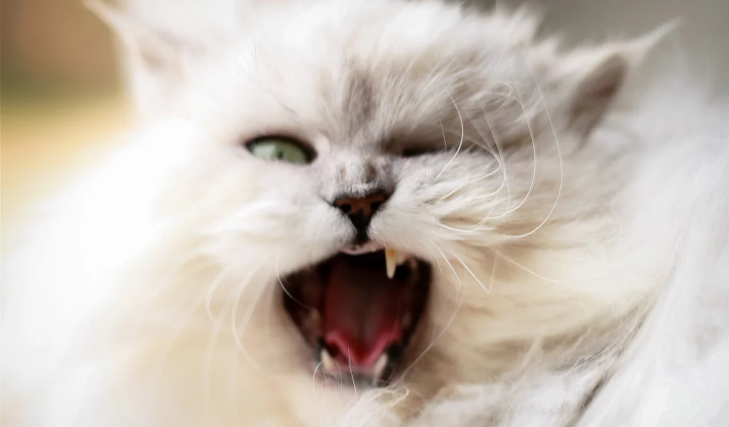 кошка, киса, кот