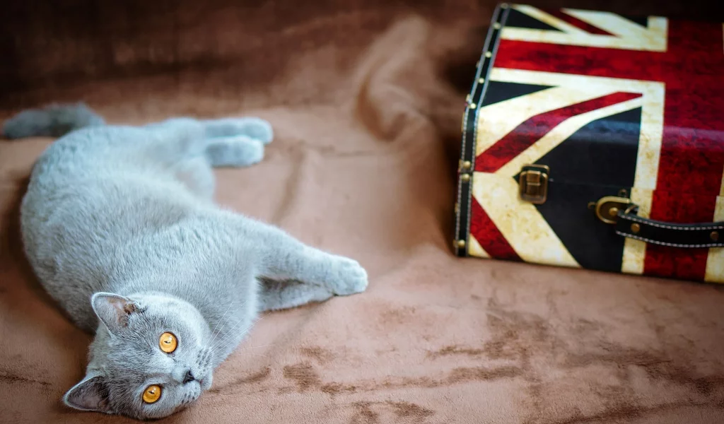 кошка, киса, кот