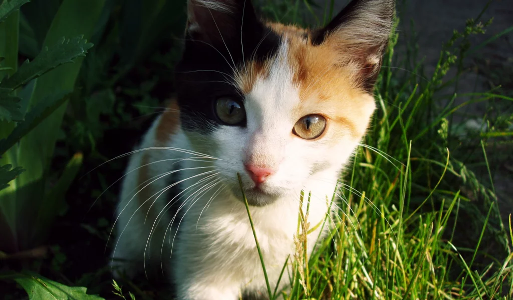 кошка, киса, кот