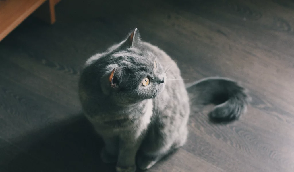 кошка, киса, кот