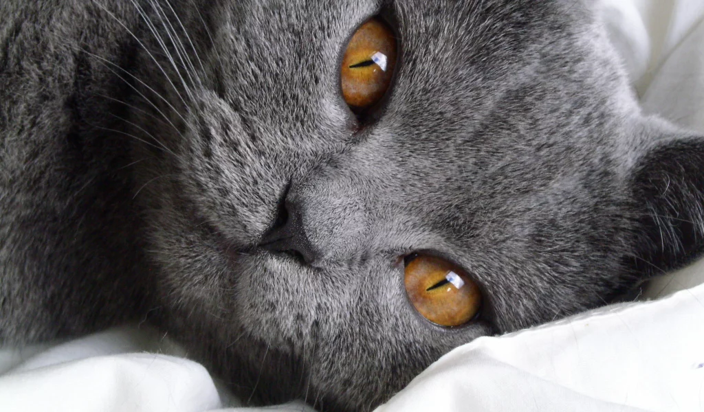 кошка, киса, кот