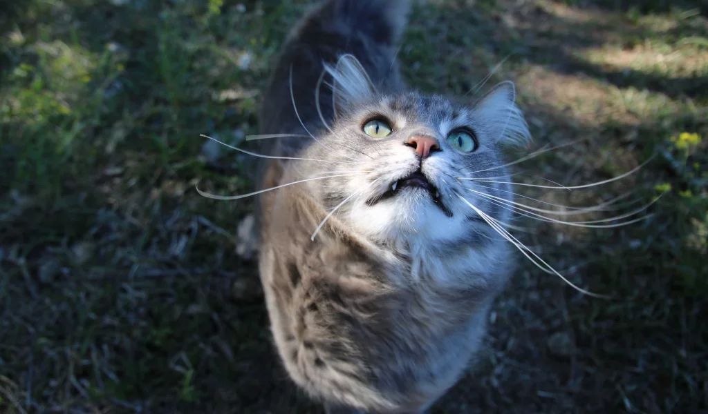 кошка, киса, кот
