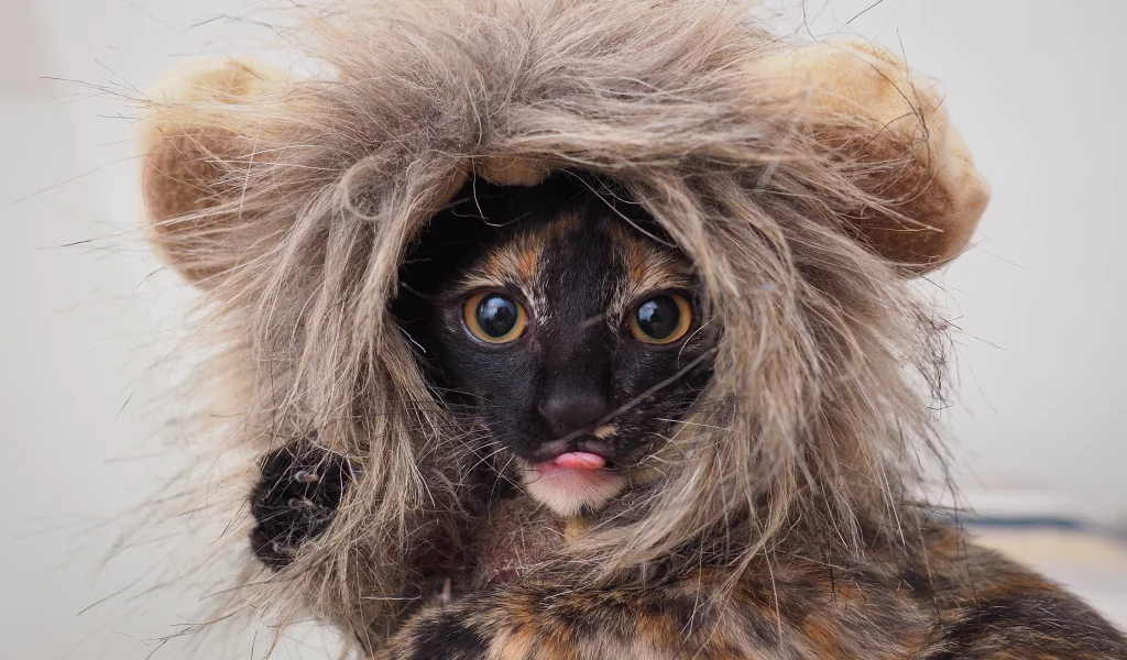 костюм, глаза, котенок