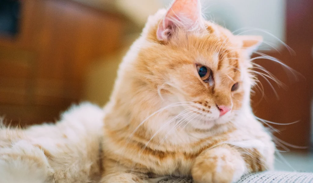 глаза, шерсть, кошка