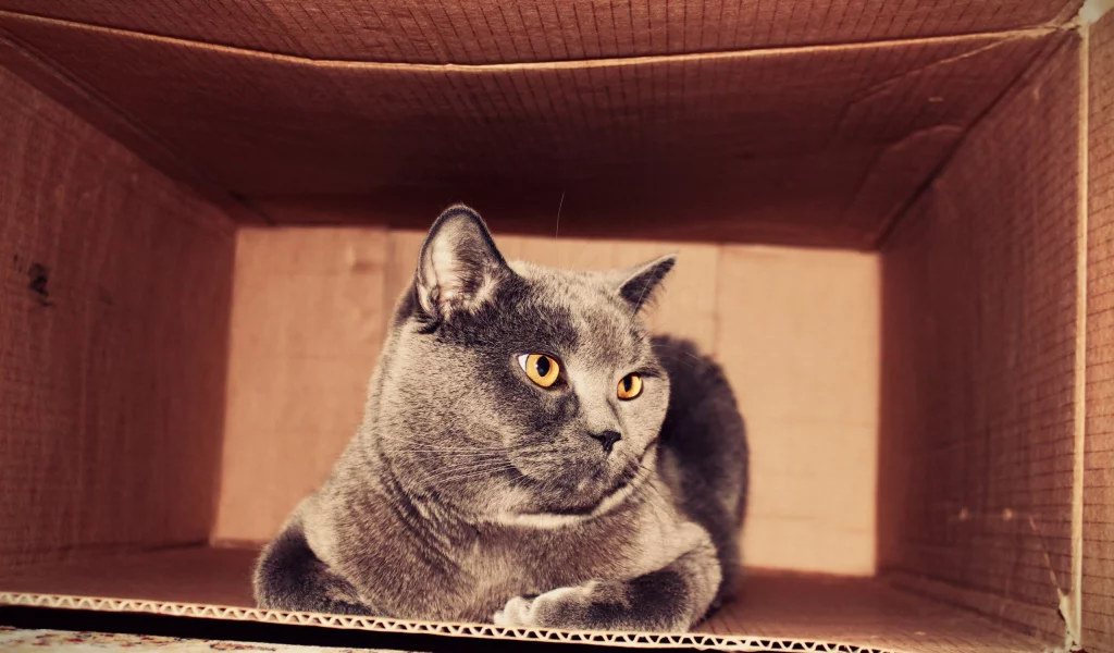 кот, кошка