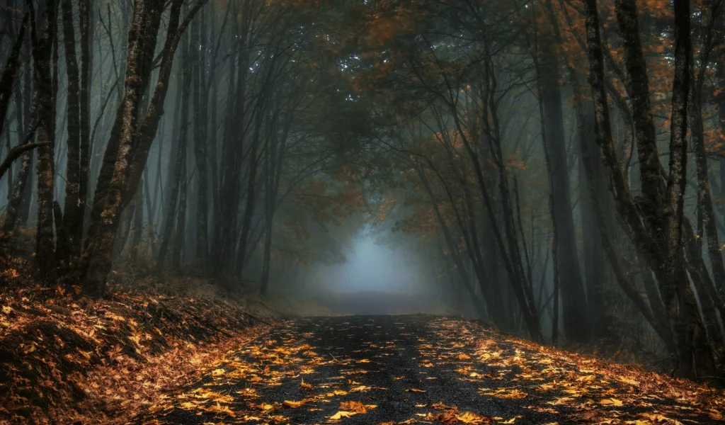 лес, дорога, forest, road, fog, trees, sunrise, grass, green, fence, leaves, mist, moss, trees, forest, fallen, park, green, nature, landscapes, trees, forest, trail, woods, leaves, fence, sunrise, see, sun, day, summer, wide