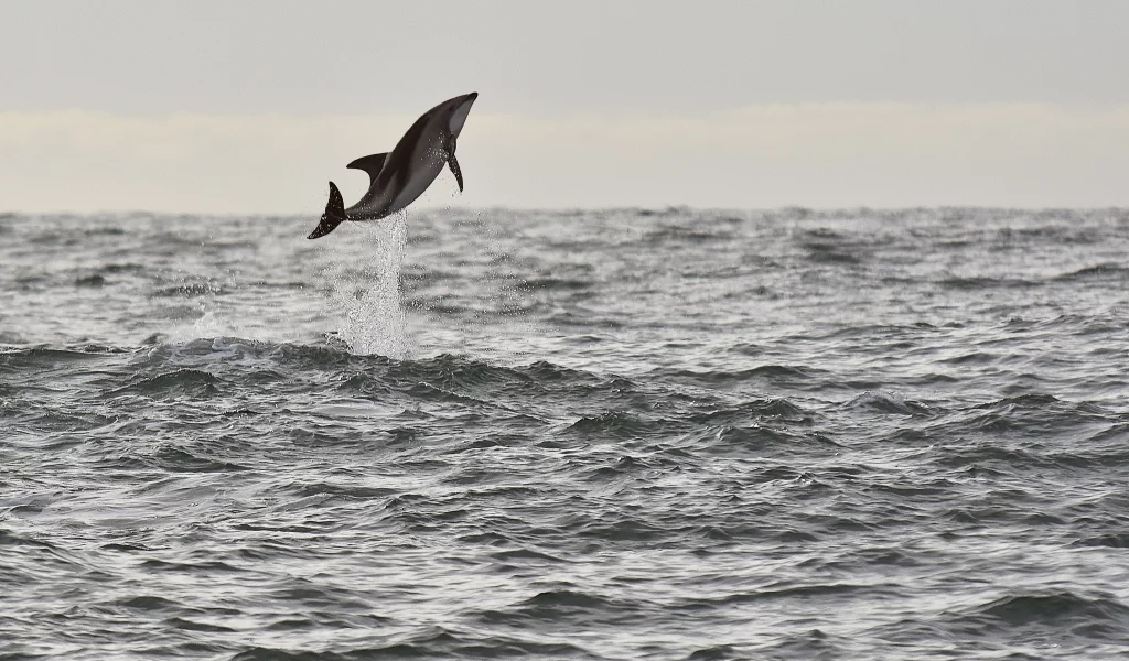 sea, wildlife, dolphin, seascape, jump, splash