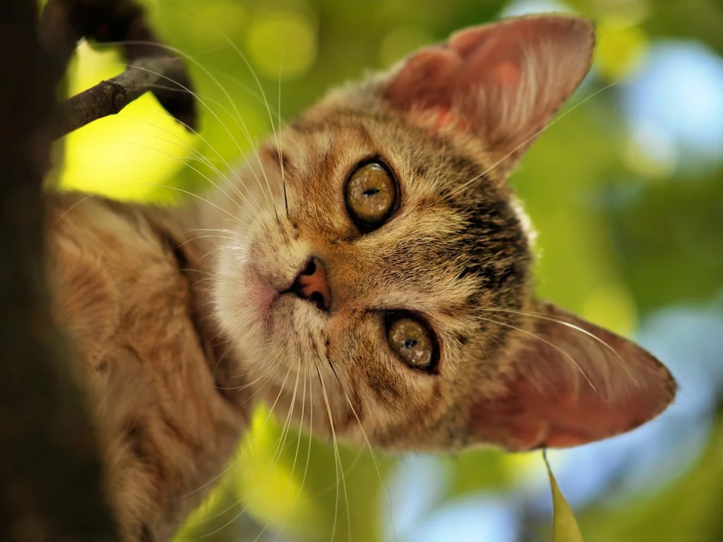 кошка, киса, кот