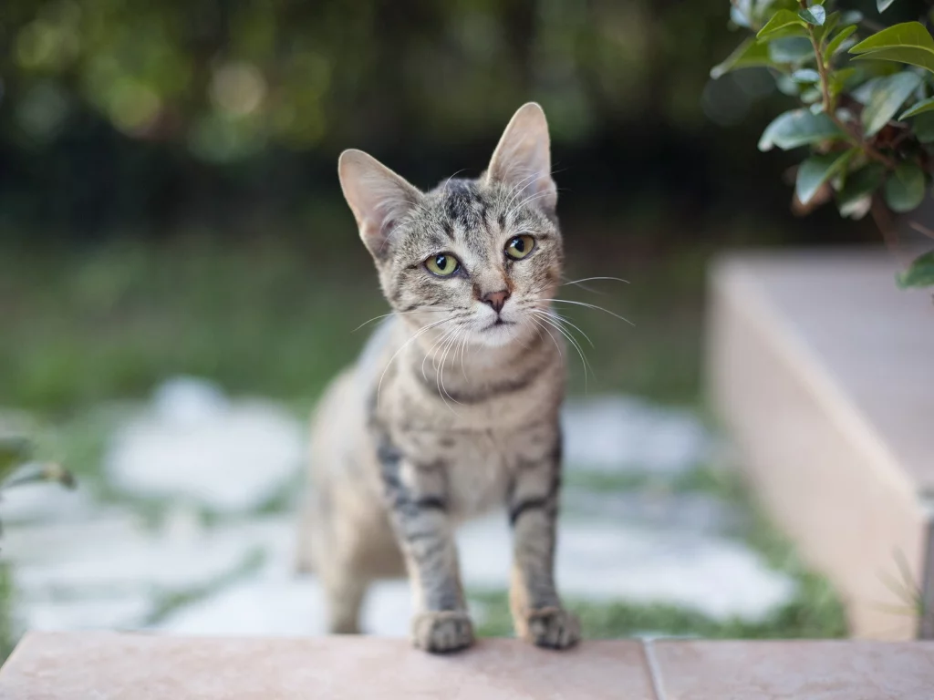 кошка, киса, кот