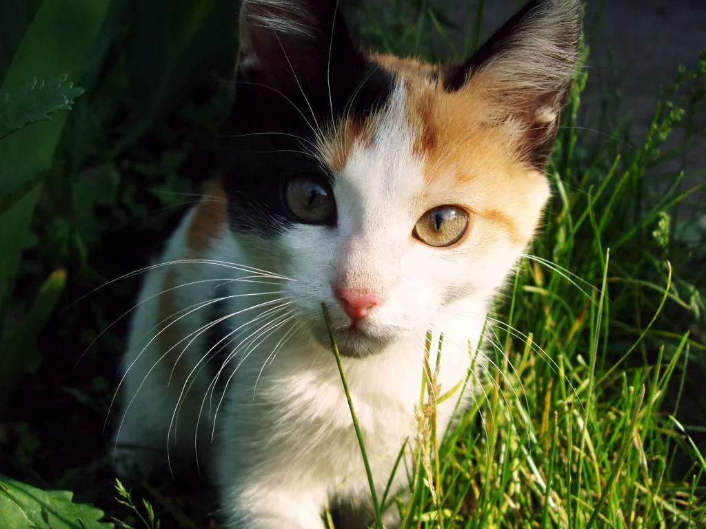 кошка, киса, кот
