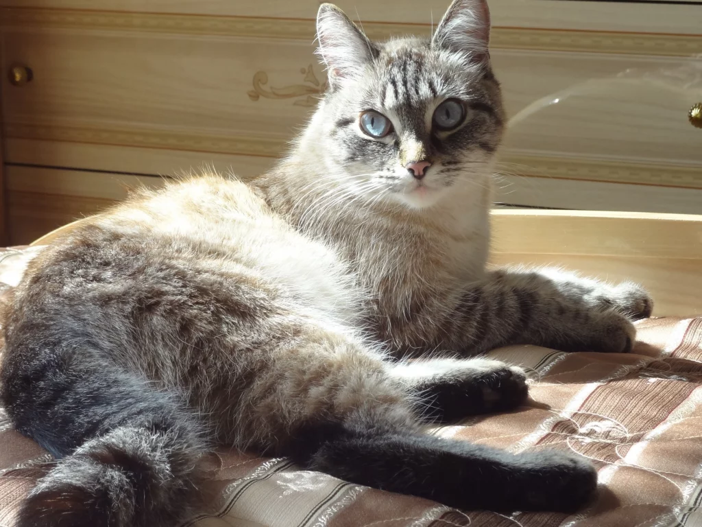 кошка, киса, кот