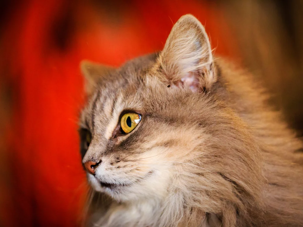 кошка, киса, кот