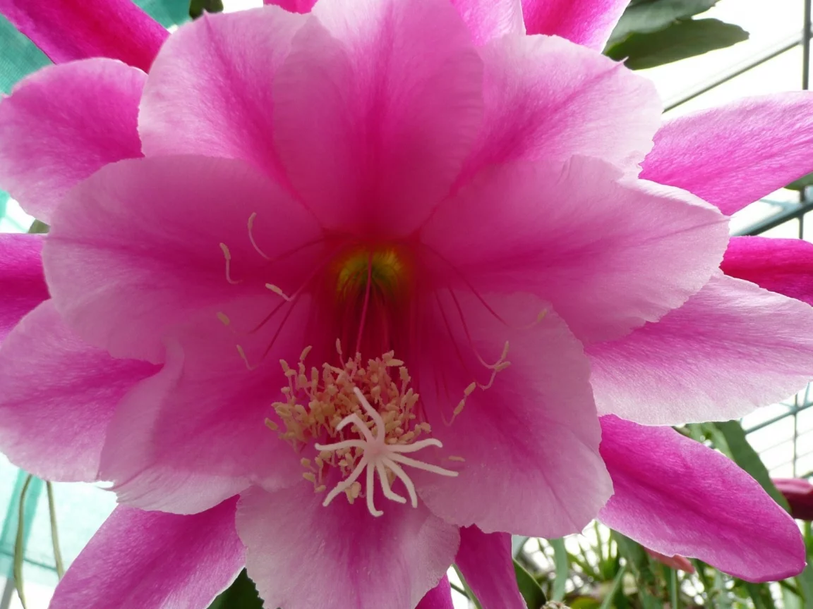 cactus, flower